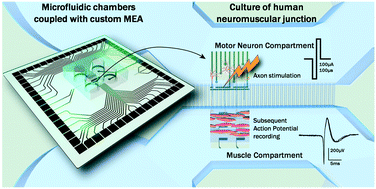 Graphical abstract: Human neuromuscular junction on micro-structured microfluidic devices implemented with a custom micro electrode array (MEA)