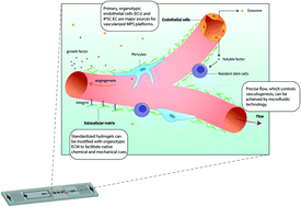 Graphical abstract: The vascular niche in next generation microphysiological systems