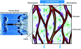Graphical abstract: Interstitial flow enhances the formation, connectivity, and function of 3D brain microvascular networks generated within a microfluidic device