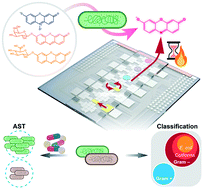 Graphical abstract: Bacterial classification and antibiotic susceptibility testing on an integrated microfluidic platform