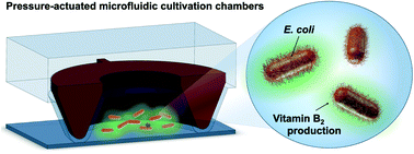 Graphical abstract: Microbial factories: monitoring vitamin B2 production by Escherichia coli in microfluidic cultivation chambers