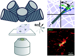 Graphical abstract: 3D magnetically controlled spatiotemporal probing and actuation of collagen networks from a single cell perspective