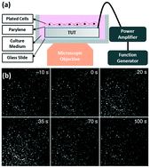 Graphical abstract: A transparent low intensity pulsed ultrasound (LIPUS) chip for high-throughput cell stimulation