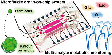 Graphical abstract: Microfluidic organ-on-chip system for multi-analyte monitoring of metabolites in 3D cell cultures