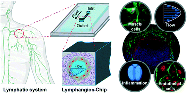 Graphical abstract: Lymphangion-chip: a microphysiological system which supports co-culture and bidirectional signaling of lymphatic endothelial and muscle cells