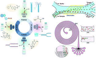 Graphical abstract: Advances and enabling technologies for phase-specific cell cycle synchronisation