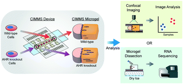 Graphical abstract: Analysis of the effects of aryl hydrocarbon receptor expression on cancer cell invasion via three-dimensional microfluidic invasion assays