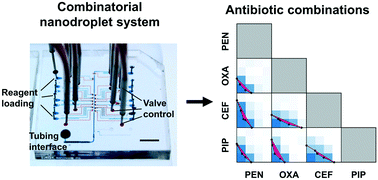 Graphical abstract: Combinatorial nanodroplet platform for screening antibiotic combinations