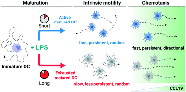 Graphical abstract: Exhausted mature dendritic cells exhibit a slower and less persistent random motility but retain chemotaxis against CCL19