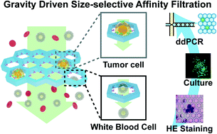 Graphical abstract: Selective, user-friendly, highly porous, efficient, and rapid (SUPER) filter for isolation and analysis of rare tumor cells