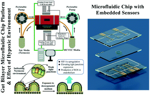 Graphical abstract: High performance inkjet printed embedded electrochemical sensors for monitoring hypoxia in a gut bilayer microfluidic chip