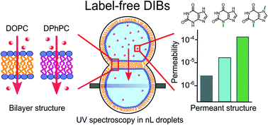 Graphical abstract: UV-DIB: label-free permeability determination using droplet interface bilayers