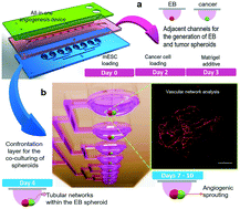 Graphical abstract: A microfluidic hanging drop-based spheroid co-culture platform for probing tumor angiogenesis