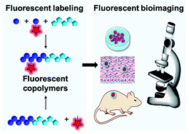 Graphical abstract: Fluorescent labeling of biocompatible block copolymers: synthetic strategies and applications in bioimaging