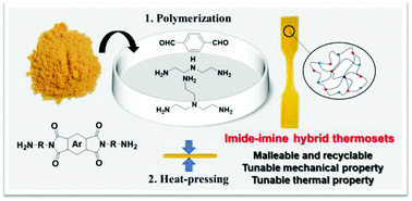 Graphical abstract: Malleable and recyclable imide–imine hybrid thermosets: influence of imide structure on material property