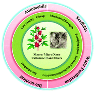 Graphical abstract: The bright side of cellulosic hibiscus sabdariffa fibres: towards sustainable materials from the macro- to nano-scale