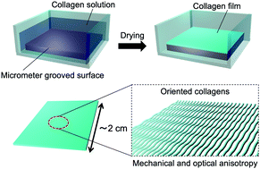Graphical abstract: Oriented collagen films with high Young's modulus by self-assembly on micrometer grooved polydimethylsiloxane