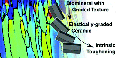 Graphical abstract: Progressive changes in crystallographic textures of biominerals generate functionally graded ceramics
