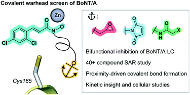 Graphical abstract: Irreversible inhibition of BoNT/A protease: proximity-driven reactivity contingent upon a bifunctional approach