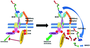 Graphical abstract: A mimotope attached to an ITIM–SHP-1 interaction inhibitory peptide boosts immune response and efficacy