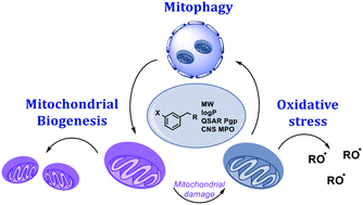 Graphical abstract: The medicinal chemistry of mitochondrial dysfunction: a critical overview of efforts to modulate mitochondrial health