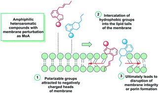 Graphical abstract: Using membrane perturbing small molecules to target chronic persistent infections