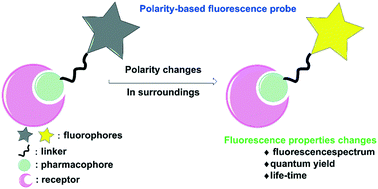 Graphical abstract: Polarity-based fluorescence probes: properties and applications