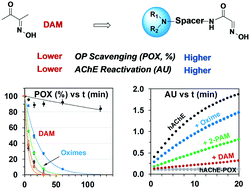 Graphical abstract: Dual acting oximes designed for therapeutic decontamination of reactive organophosphates via catalytic inactivation and acetylcholinesterase reactivation