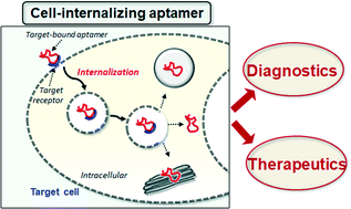 Graphical abstract: Uptake mechanisms of cell-internalizing nucleic acid aptamers for applications as pharmacological agents