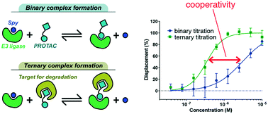 Graphical abstract: Estimating the cooperativity of PROTAC-induced ternary complexes using 19F NMR displacement assay