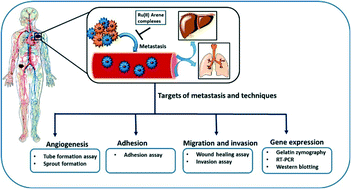 Graphical abstract: Ruthenium(ii)–arene complexes as anti-metastatic agents, and related techniques
