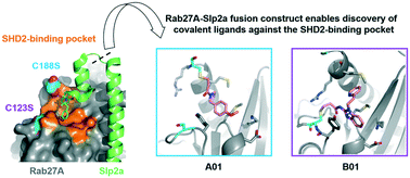 Graphical abstract: Identification of the first structurally validated covalent ligands of the small GTPase RAB27A