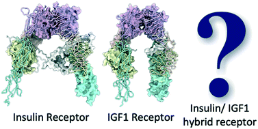 Graphical abstract: Recent developments in the structural characterisation of the IR and IGF1R: implications for the design of IR–IGF1R hybrid receptor modulators
