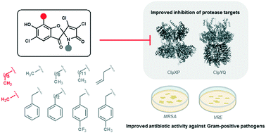 Graphical abstract: Armeniaspirol analogues with more potent Gram-positive antibiotic activity show enhanced inhibition of the ATP-dependent proteases ClpXP and ClpYQ