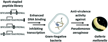Graphical abstract: RpoN-Based stapled peptides with improved DNA binding suppress Pseudomonas aeruginosa virulence