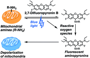 Graphical abstract: Synthesis of a fluorinated pyronin that enables blue light to rapidly depolarize mitochondria