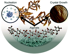 Graphical abstract: Alginate as a green inhibitor of barite nucleation and crystal growth