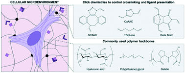 Graphical abstract: Click-functionalized hydrogel design for mechanobiology investigations