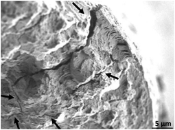 Graphical abstract: Microstructure study of fractured polar bear hair for toughening, strengthening, stiffening designs via energy dissipation and crack deflection mechanisms in materials