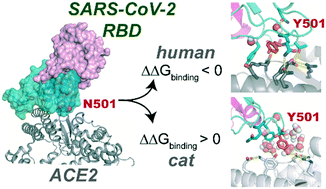 Graphical abstract: SARS-CoV-2 spike protein N501Y mutation causes differential species transmissibility and antibody sensitivity: a molecular dynamics and alchemical free energy study