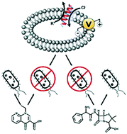Graphical abstract: Rationally designed foldameric adjuvants enhance antibiotic efficacy via promoting membrane hyperpolarization