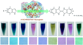 Graphical abstract: Design and engineering of neuroglobin to catalyze the synthesis of indigo and derivatives for textile dyeing