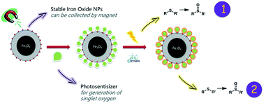 Graphical abstract: Core–shell magnetic nanoparticles deliver singlet oxygen for mild oxidations: rechargeable, removable, reusable