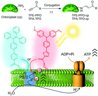 Graphical abstract: Augmenting photosynthesis through facile AIEgen-chloroplast conjugation and efficient solar energy utilization