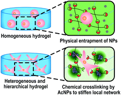 Graphical abstract: Microscopic local stiffening in a supramolecular hydrogel network expedites stem cell mechanosensing in 3D and bone regeneration