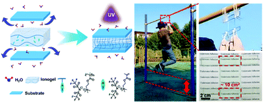 Graphical abstract: A highly transparent ionogel with strength enhancement ability for robust bonding in an aquatic environment