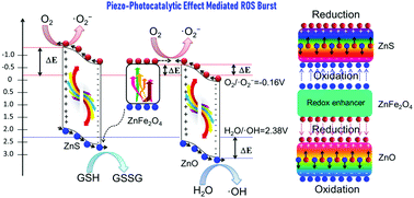 Graphical abstract: Piezo-photocatalytic effect mediating reactive oxygen species burst for cancer catalytic therapy