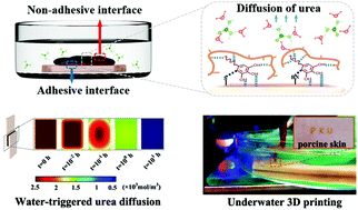 Graphical abstract: Strong underwater adhesion of injectable hydrogels triggered by diffusion of small molecules