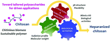 Graphical abstract: Heparanized chitosans: towards the third generation of chitinous biomaterials