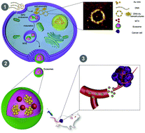 Graphical abstract: Rapid and label-free cancer theranostics via in situ bio-self-assembled DNA–gold nanostructures loaded exosomes